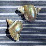 NAPKIN RINGS, SHELL