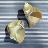 NAPKIN RINGS, SHELL