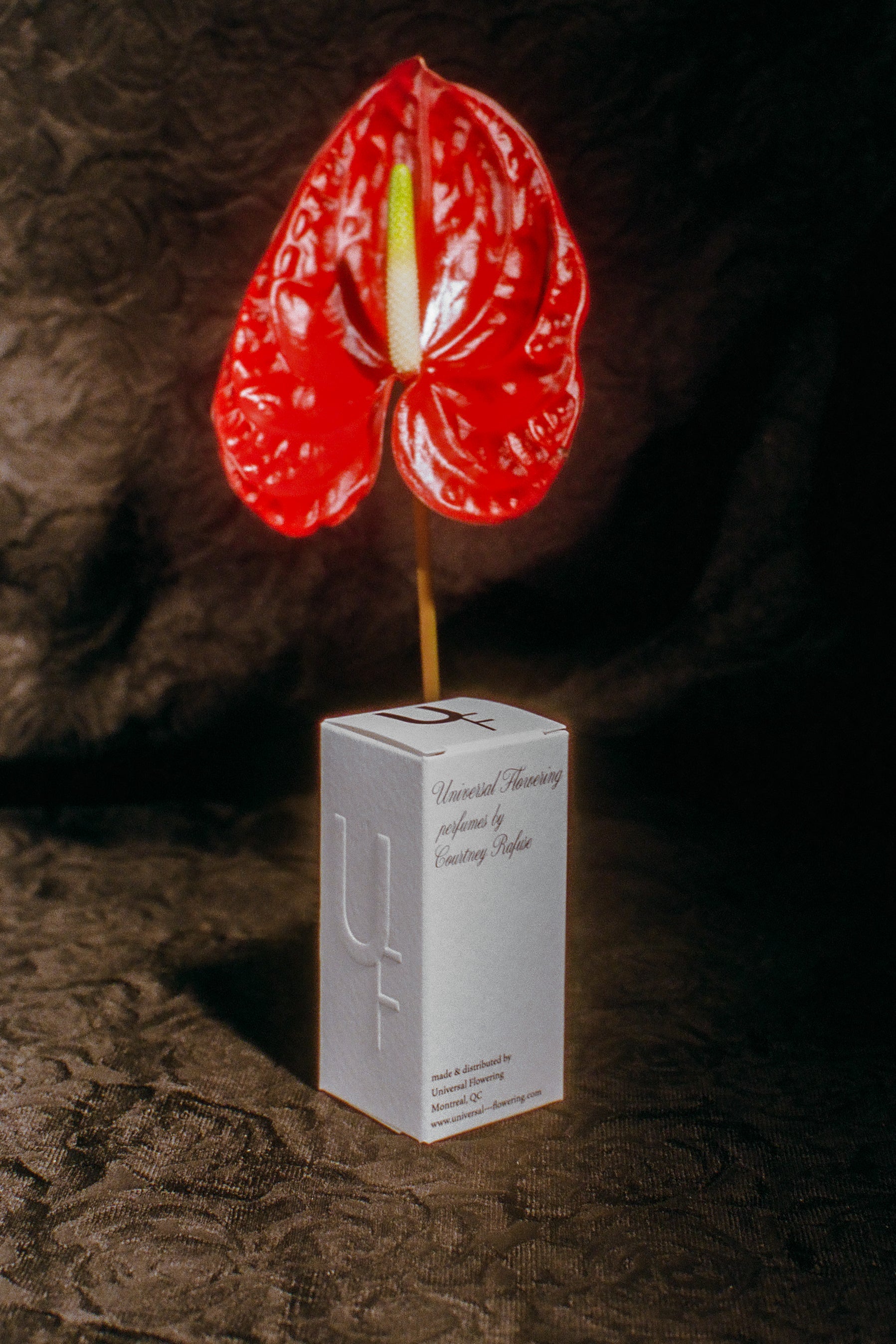 Strawberries Rose Liqueur Hinoki Canldewax Musk Cedarwood perfume